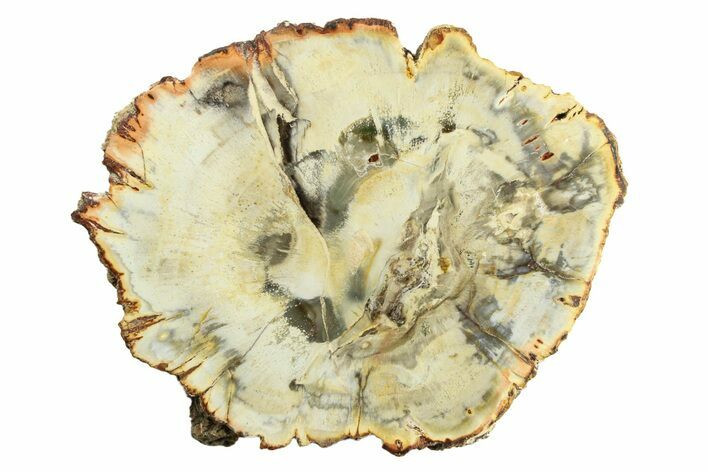 Polished Petrified Wood (Araucaria) Round - Madagascar #304928